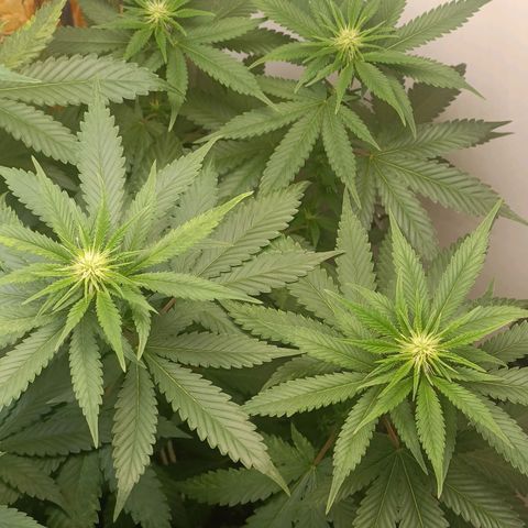 King - Amnesia Lemon growlog timeline photo