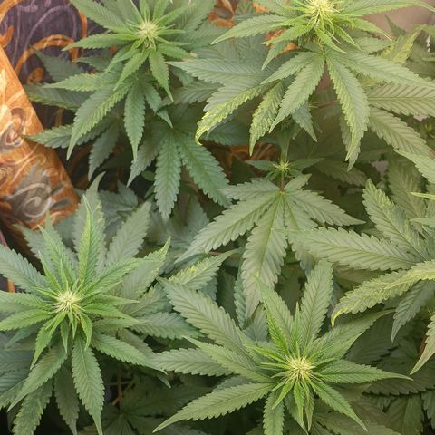 King - Amnesia Lemon growlog timeline photo