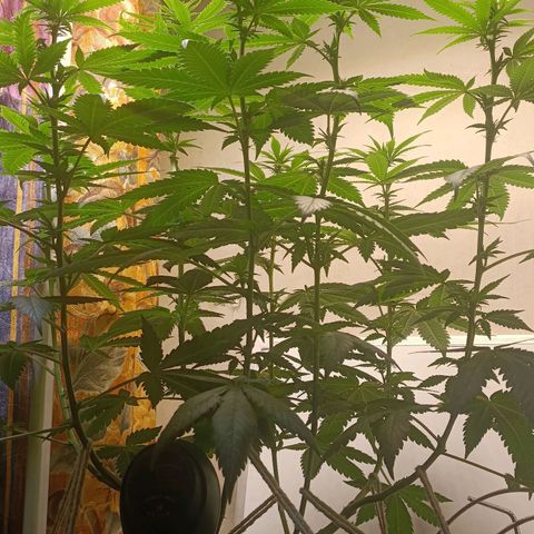 King - Amnesia Lemon growlog timeline photo