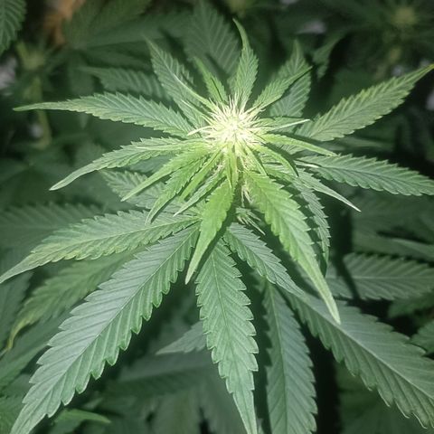 King - Amnesia Lemon growlog timeline photo