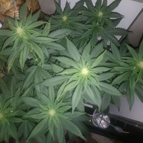 King - Amnesia Lemon growlog timeline photo