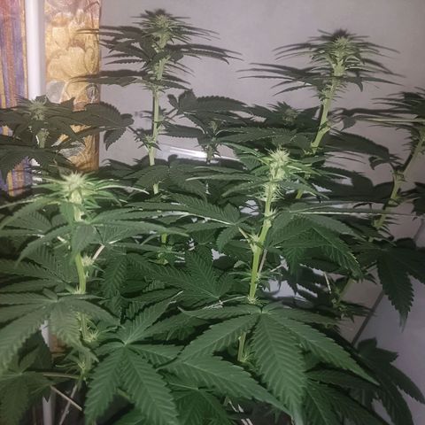 King - Amnesia Lemon growlog timeline photo