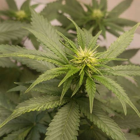 King - Amnesia Lemon growlog timeline photo