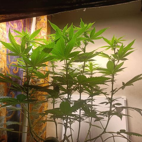 King - Amnesia Lemon growlog timeline photo