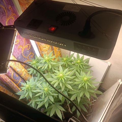 King - Amnesia Lemon growlog timeline photo