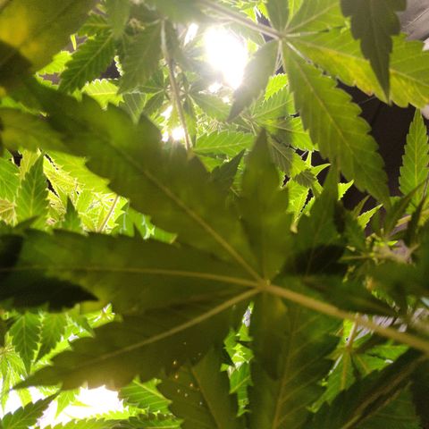 King - Amnesia Lemon growlog timeline photo