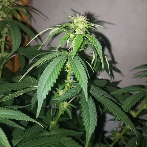 King - Amnesia Lemon growlog timeline photo