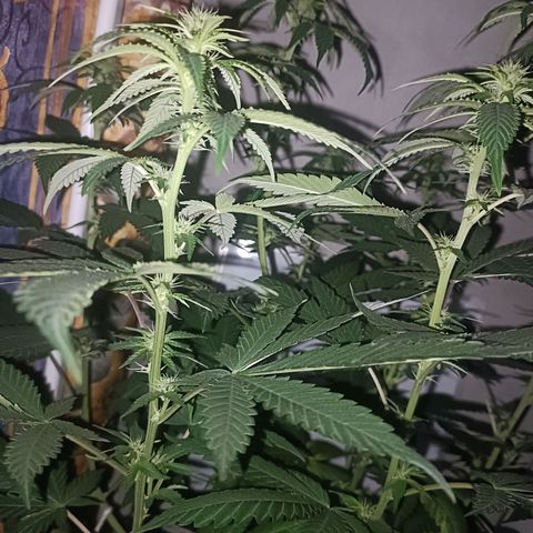 King - Amnesia Lemon growlog timeline photo