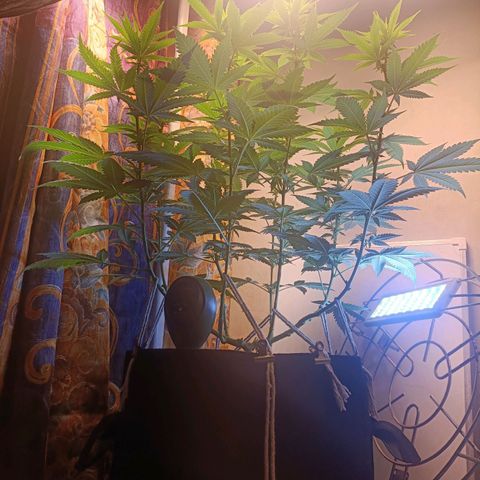 King - Amnesia Lemon growlog timeline photo