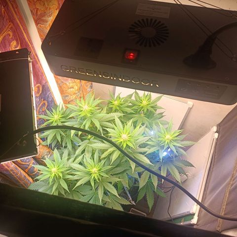 King - Amnesia Lemon growlog timeline photo