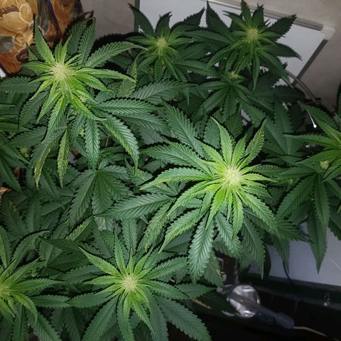 King - Amnesia Lemon growlog timeline photo