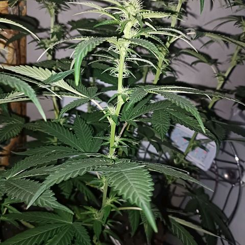 King - Amnesia Lemon growlog timeline photo