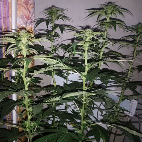 King - Amnesia Lemon growlog timeline photo