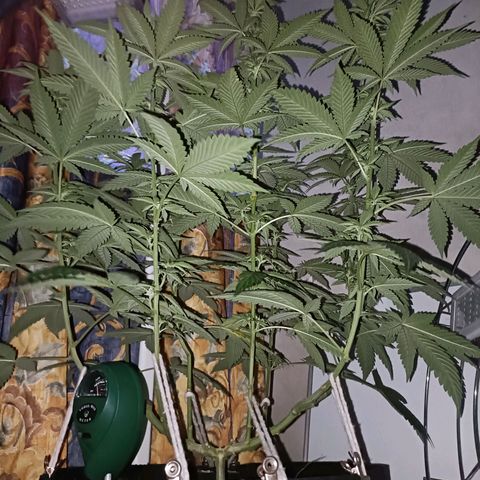 King - Amnesia Lemon growlog timeline photo