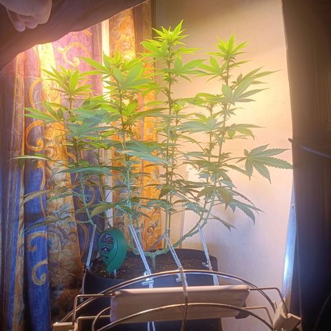 King - Amnesia Lemon growlog timeline photo