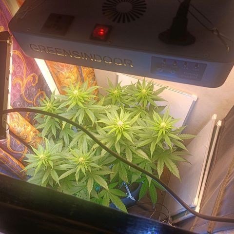 King - Amnesia Lemon growlog timeline photo