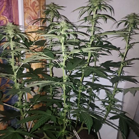 King - Amnesia Lemon growlog timeline photo