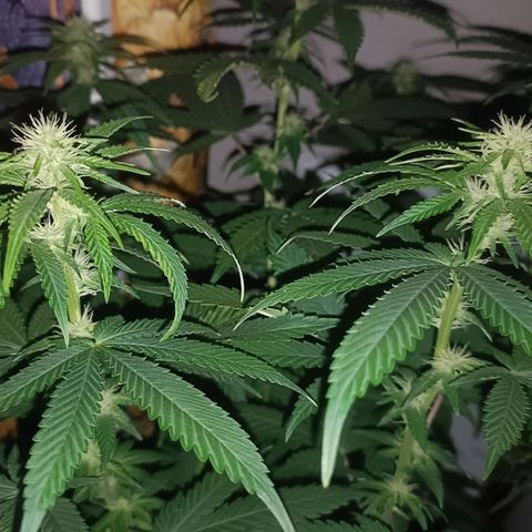 King - Amnesia Lemon growlog timeline photo