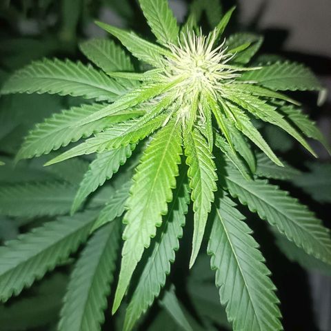 King - Amnesia Lemon growlog timeline photo