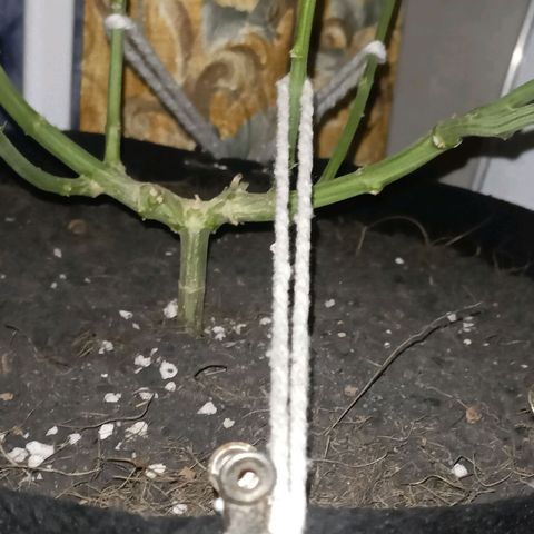 King - Amnesia Lemon growlog timeline photo