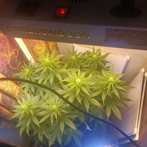 King - Amnesia Lemon growlog timeline photo