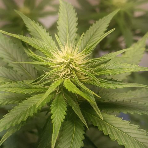 King - Amnesia Lemon growlog timeline photo