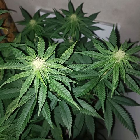 King - Amnesia Lemon growlog timeline photo