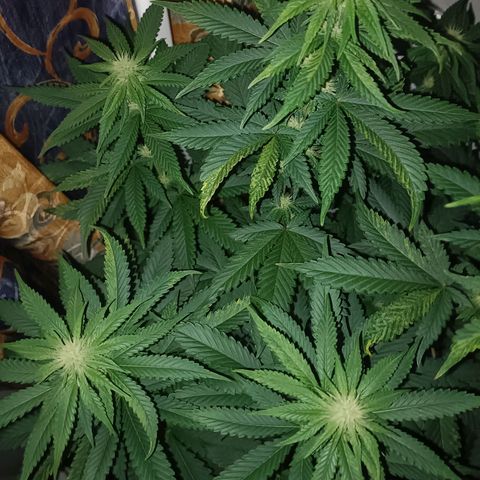 King - Amnesia Lemon growlog timeline photo