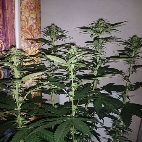 King - Amnesia Lemon growlog timeline photo