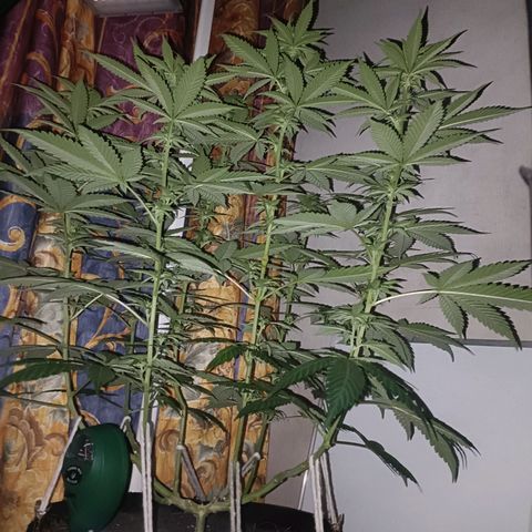 King - Amnesia Lemon growlog timeline photo