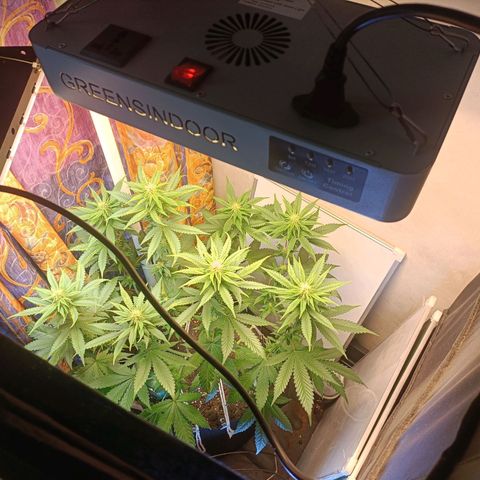 King - Amnesia Lemon growlog timeline photo