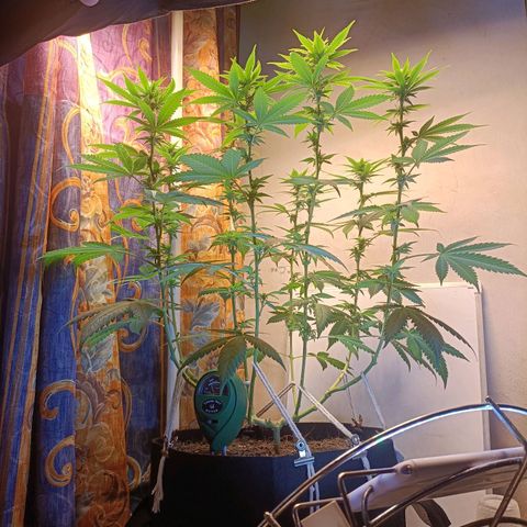 King - Amnesia Lemon growlog timeline photo