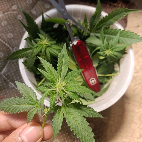 King - Amnesia Lemon growlog timeline photo