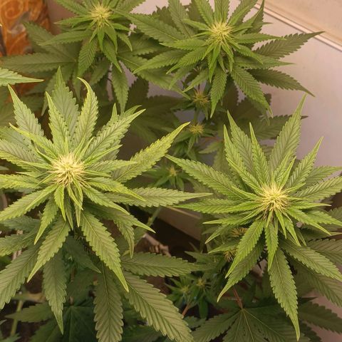 King - Amnesia Lemon growlog timeline photo
