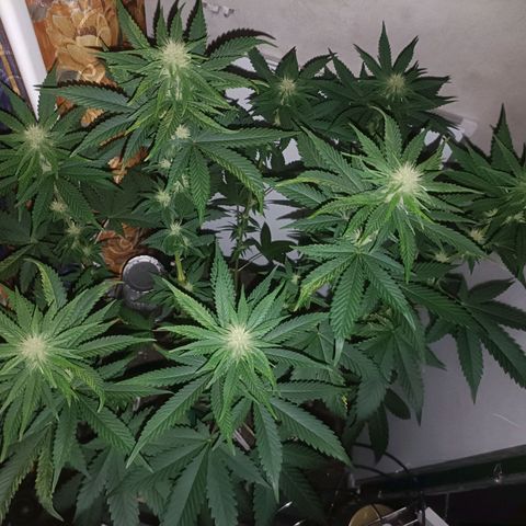 King - Amnesia Lemon growlog timeline photo