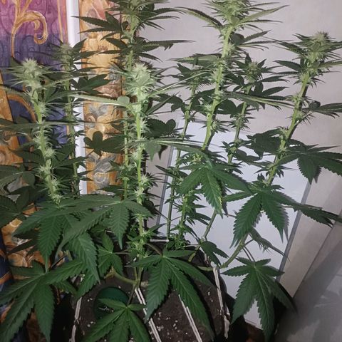King - Amnesia Lemon growlog timeline photo
