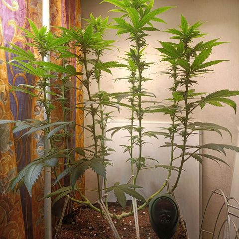 King - Amnesia Lemon growlog timeline photo