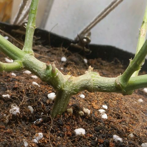 King - Amnesia Lemon growlog timeline photo