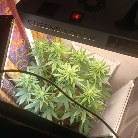 King - Amnesia Lemon growlog timeline photo