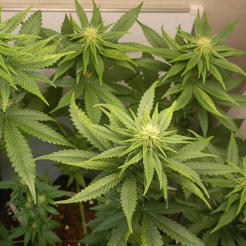 King - Amnesia Lemon growlog timeline photo