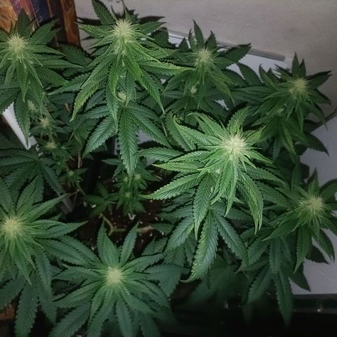 King - Amnesia Lemon growlog timeline photo