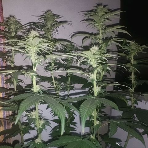 King - Amnesia Lemon growlog timeline photo