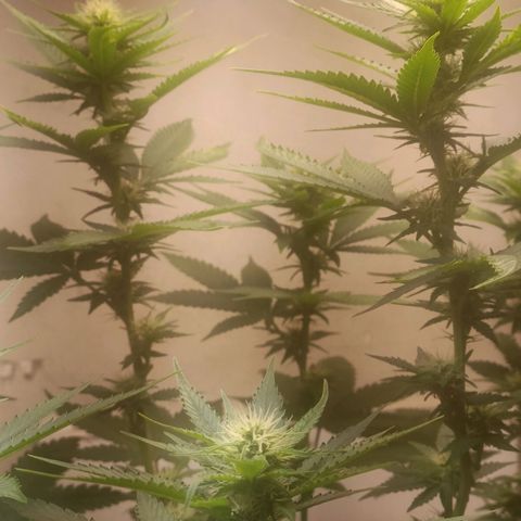 King - Amnesia Lemon growlog timeline photo