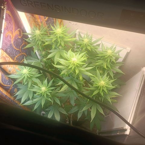 King - Amnesia Lemon growlog timeline photo
