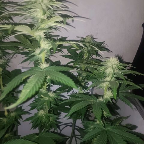 King - Amnesia Lemon growlog timeline photo