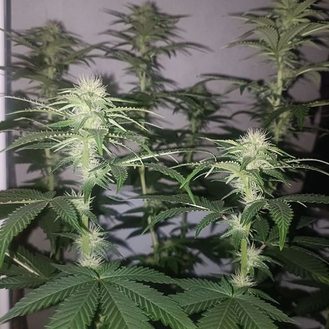 King - Amnesia Lemon growlog timeline photo