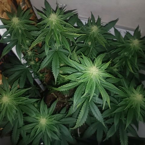 King - Amnesia Lemon growlog timeline photo