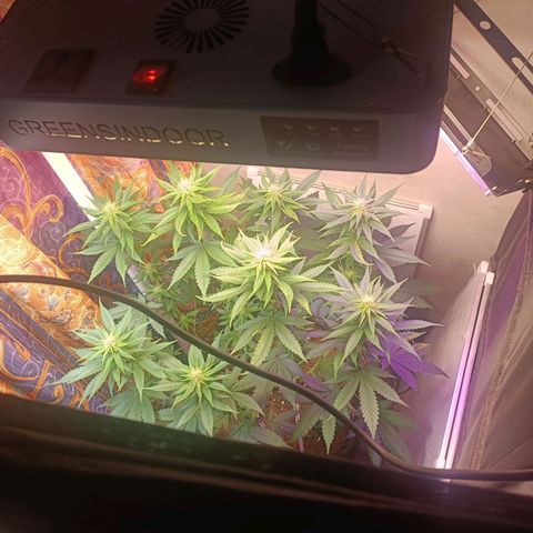 King - Amnesia Lemon growlog timeline photo