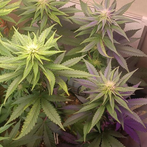 King - Amnesia Lemon growlog timeline photo