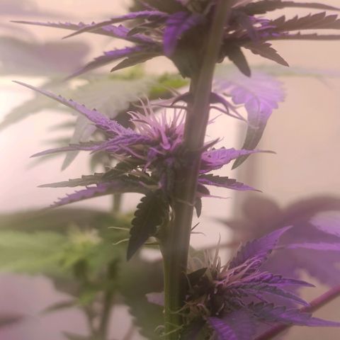 King - Amnesia Lemon growlog timeline photo
